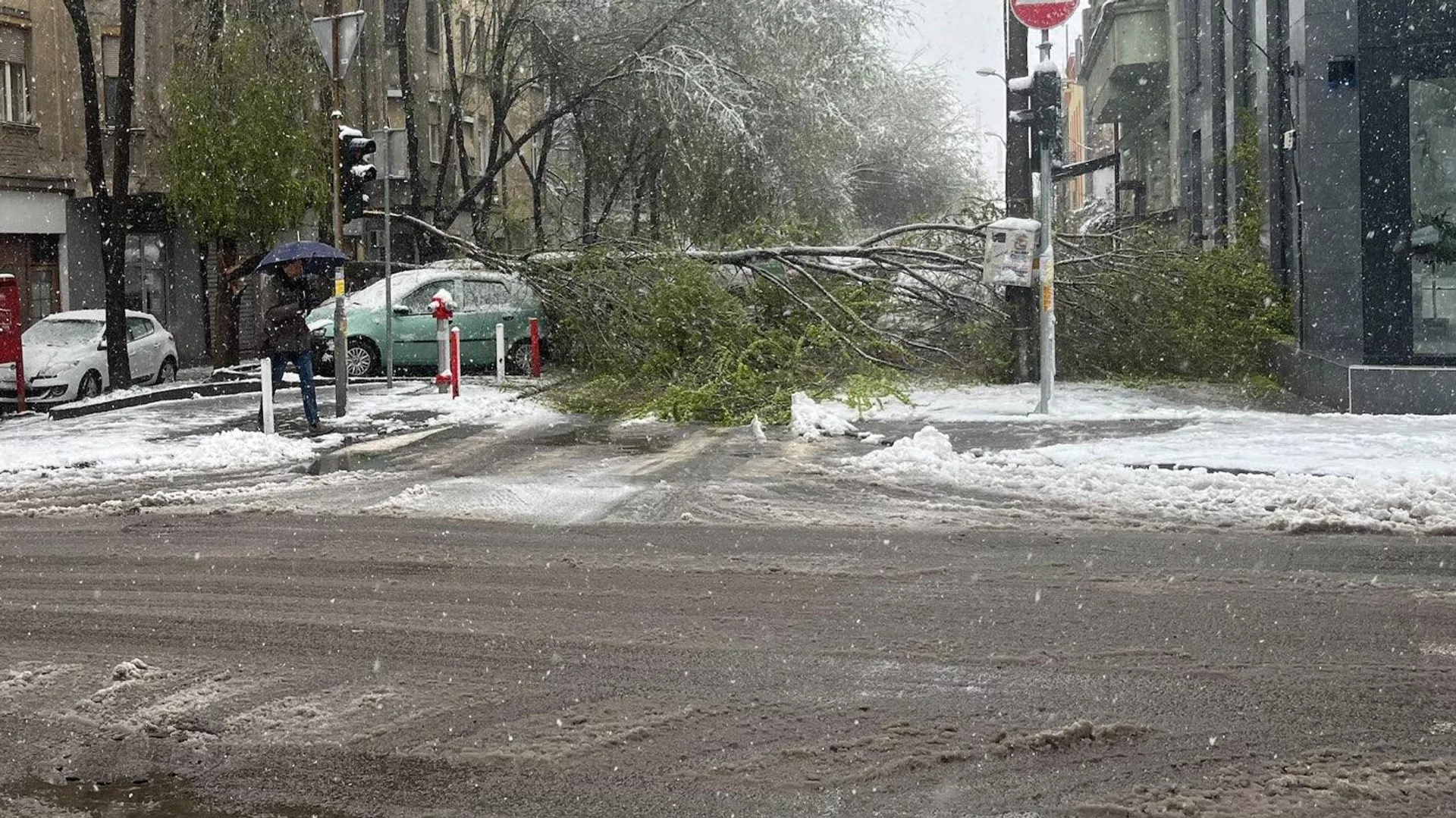 Drvo palo na dvije devojčice u Beogradu, hitna pomoć ih prevezla u Tiršovu