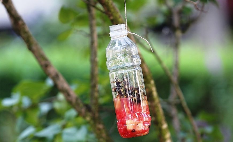 ŠTA URADITI AKO DOĐE DO UBODA Najezda stršljena sve veća, posljedice mogu BITI KOBNE