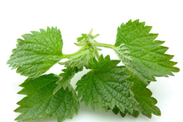 Tri bolesti koje liječi kopriva: Evo kako da koristite ovu biljku