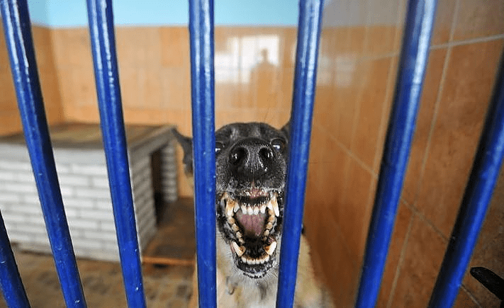 UŽASNA TRAGEDIJA U SLOVENIJI Rotvajler do smrti izgrizao osmogodišnju djevojčicu