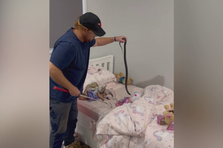 Zmija otrovnica pronađena u dječjem krevetu (VIDEO)