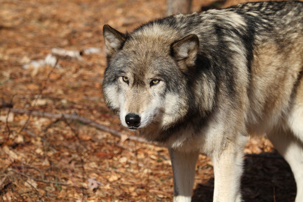 Jeziv prizor u Dalmaciji: Objesili vuka na saobraćajni znak iz OSVETE (FOTO)