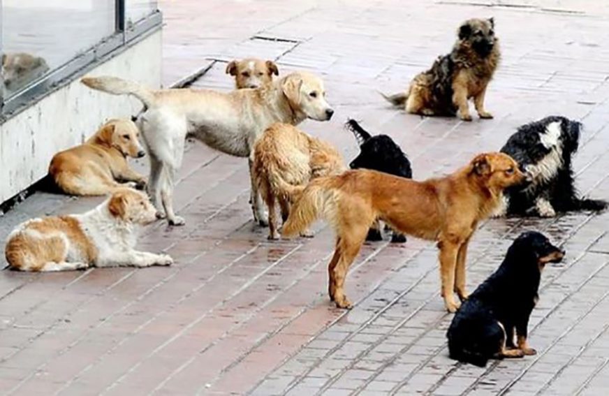 Napuštena beba nađena okružena štencima usred zime
