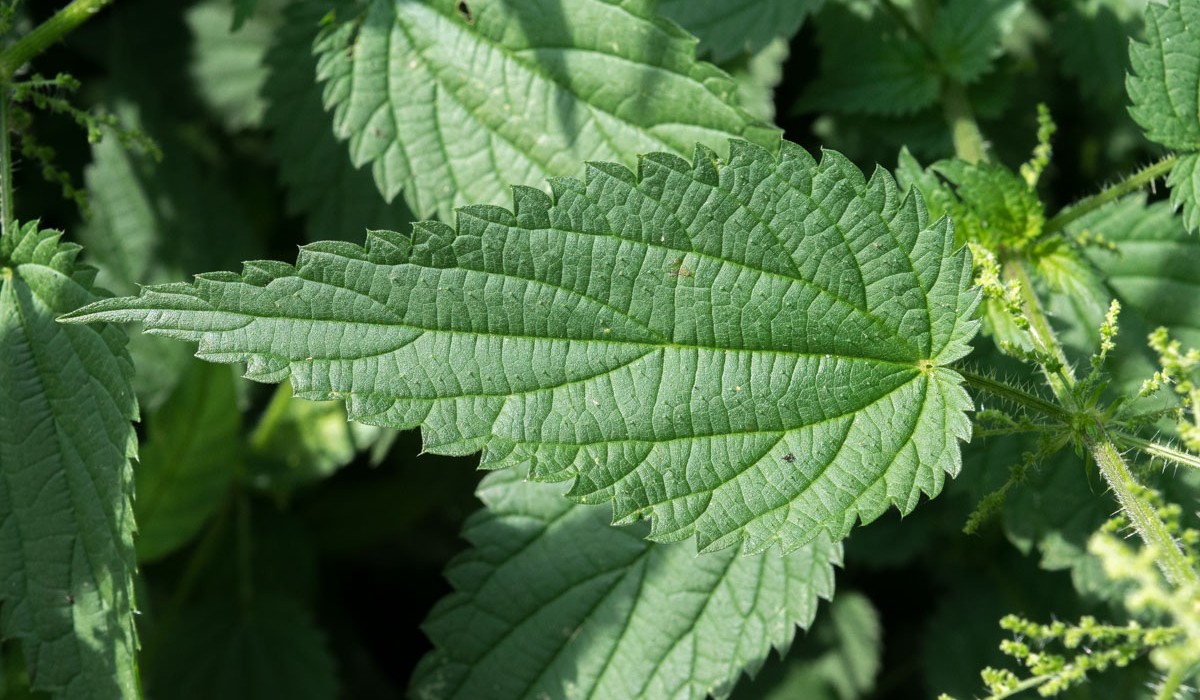 Ovo su moći KOPRIVE