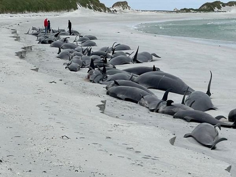 Najveće masovno nasukavanje kitova u više decenija (VIDEO)