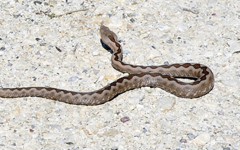 ZMIJA UJELA DEČAKA (15) Sumnja se da je otrovnica, hitno prebačen u bolnicu