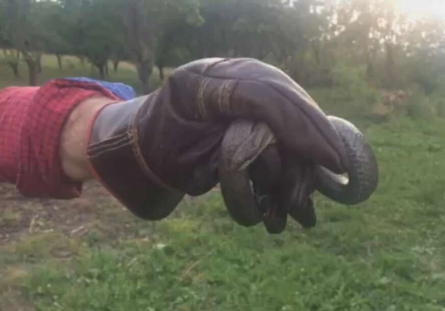 Invazija opasnih gmizavaca: Poplava pored pustoši ostavila i zmije, ljudi u strahu