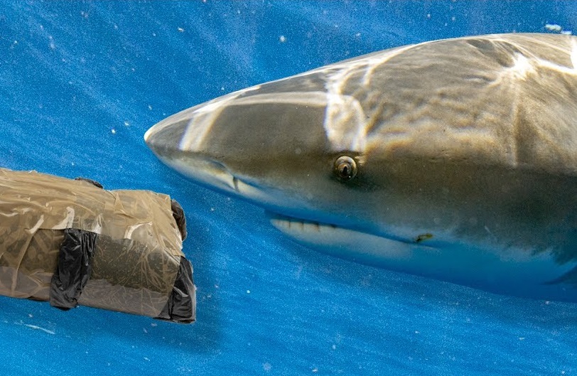 U Brazilu testirali ajkule na kokain, sve su bile pozitivne