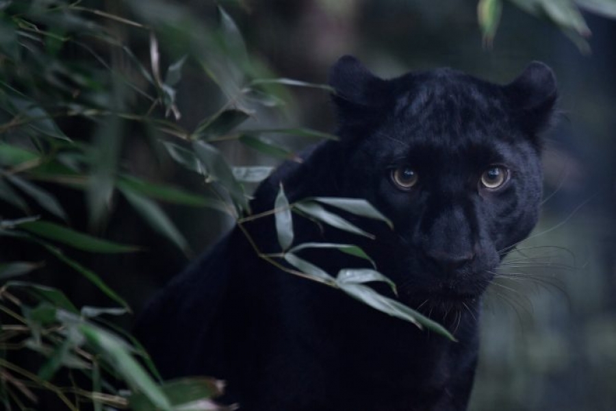 Objavljeno hitno upozorenje: Mole se građani da izbjegavaju šumu kod Apatina, stigle 