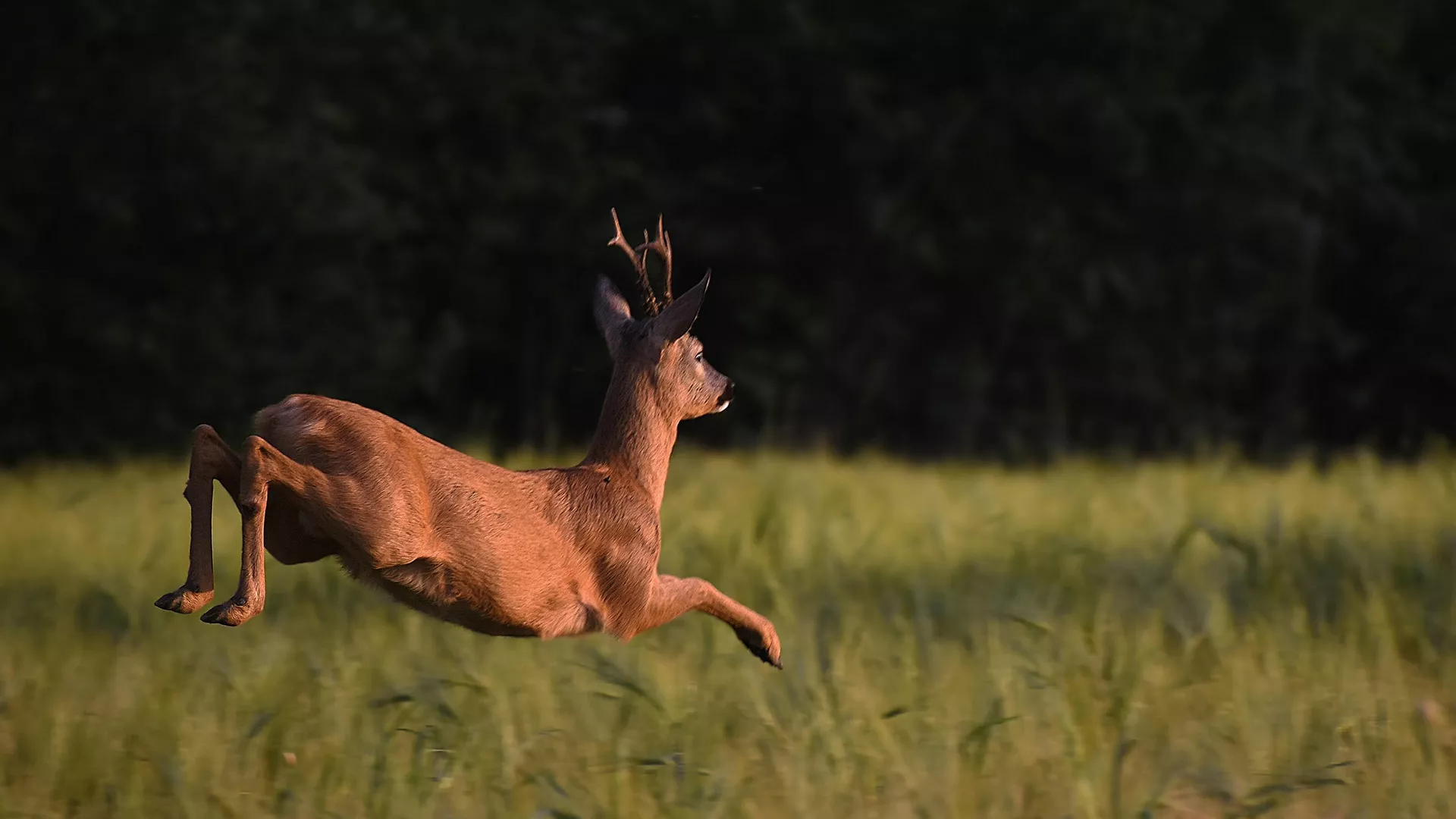Poslije nezapamćenog pomora više od 800 ptica kod Kikinde, nađene mrtve srne i srndaći
