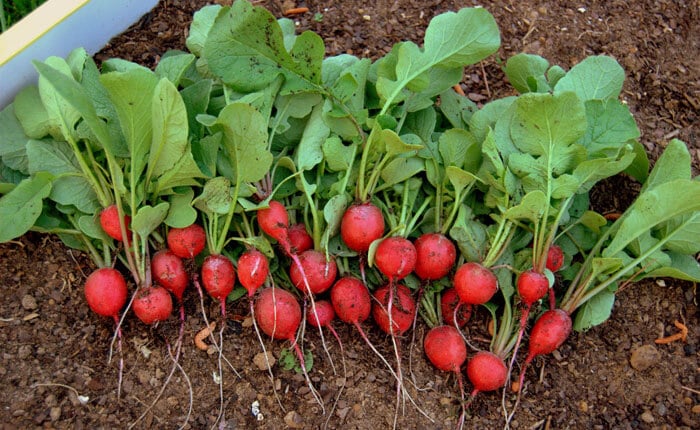 ONE SU SPAS ZA JETRU! Ali ako spadate u ovu grupu ni pod tačkom razno ne smijete da ih jedete!