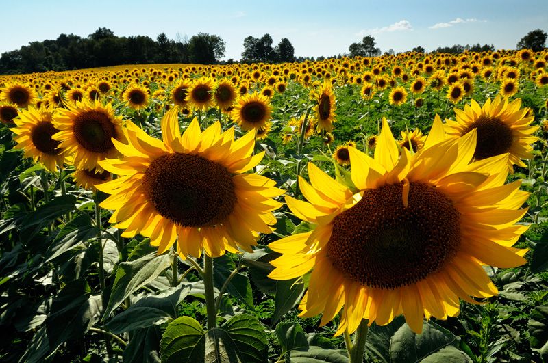  Suncokret podbacio za 20%, otkupne cijena ni na vidiku