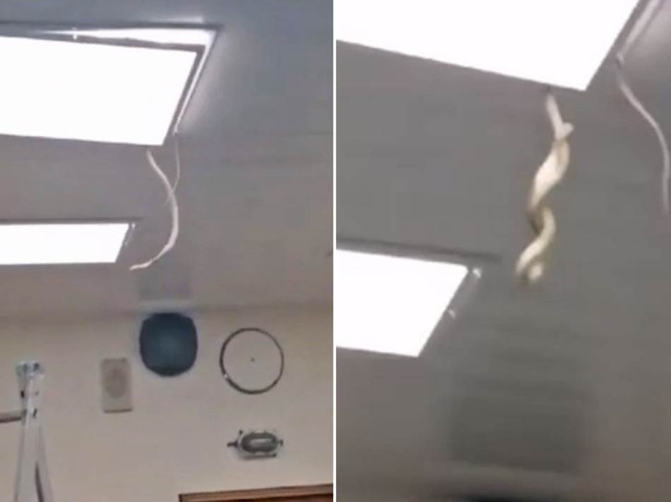 Iskočila iz rasvjete: Zmija na plafonu na VMA 🎥