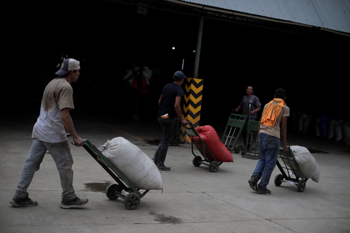 U toku berba kafe u Hondurasu, angažovano 500.000 radnika (FOTO)