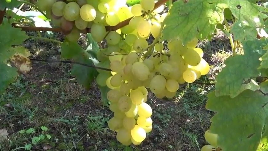 Krstovdanski običaj koji morate ispoštovati: Ako želite da vas prati zdravlje i sreća, danas jedite ovo voće
