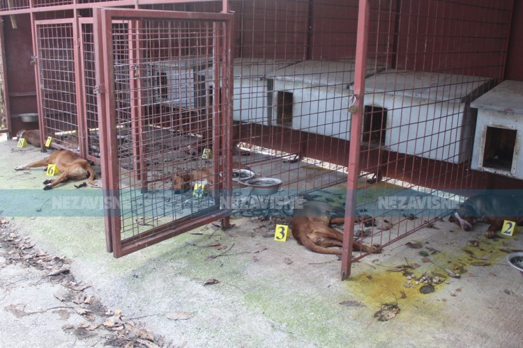 Lovcima dok su bili na sahrani otrovani psi vrijedni više od 20.000 evra (UZNEMIRUJUĆE FOTOGRAFIJE)