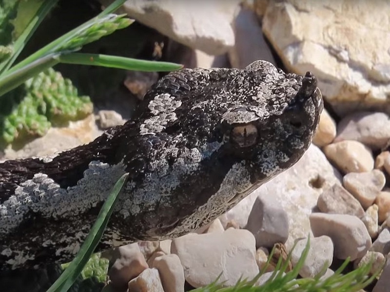 Dvije najotrovnije evropske zmije viđene usred hrvatskog grada