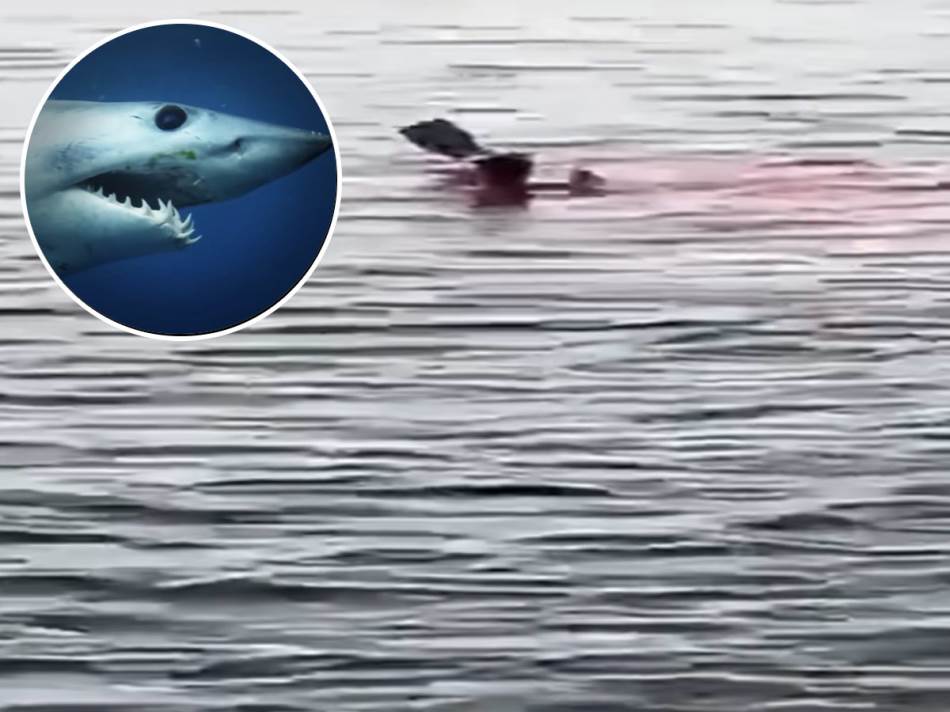 Tragovi na žrtvama identični: Istražioci tvrde da je obje turistkinje u Egiptu ubila ista ajkula