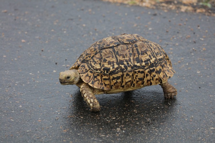 Kornjača odložila pet letova u Japanu
