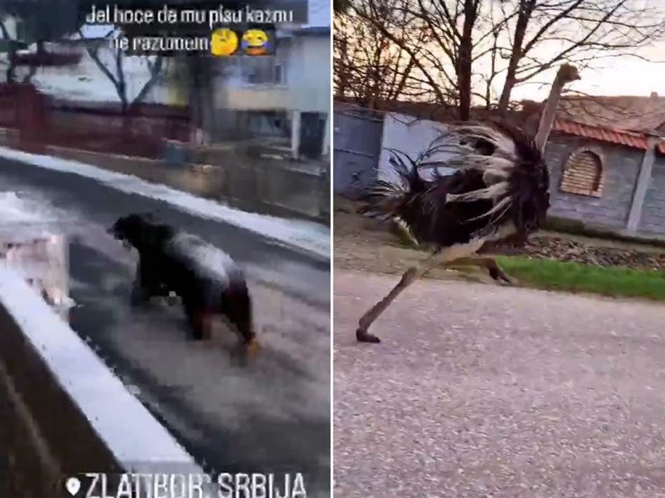 PANTER ZABORAVLJEN /VIDEO/: Građani u strahu zbog 