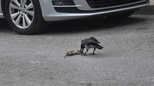 Građani strahuju od leptospiroze: Nasred ulice u Sarajevu mrtav pacov