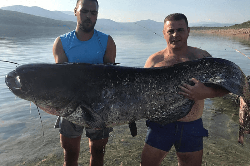 RADOSLAV ULOVIO SOMA OD SKORO 100 KILA: Nevjerovatan prizor na Bilećkom jezeru