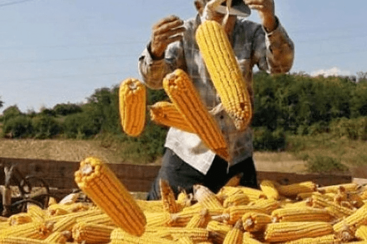Stanje usjeva i vrijeme obećavaju: Za kukuruz ove godine nema zime