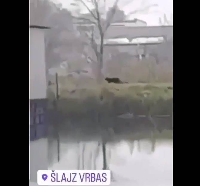 Crni panter ponovo snimljen u Srbiji /🎥 VIDEO/: Pronađeno raskomadano tijelo psa