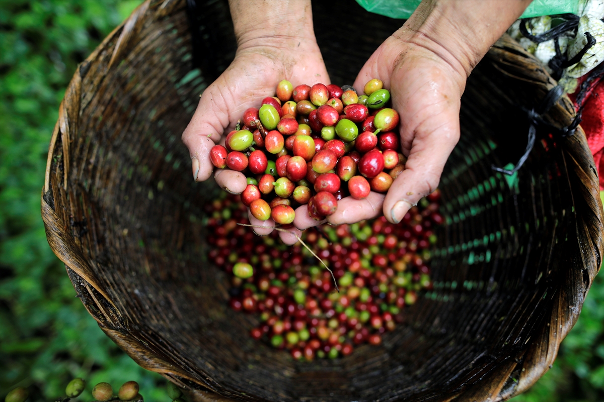 U toku berba kafe u Hondurasu, angažovano 500.000 radnika (FOTO)
