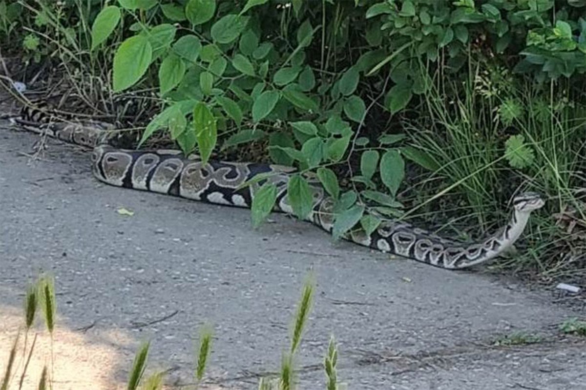 Piton se pojavio na stadionu dok su djeca imala trening, uhvatio ga hrabri djed