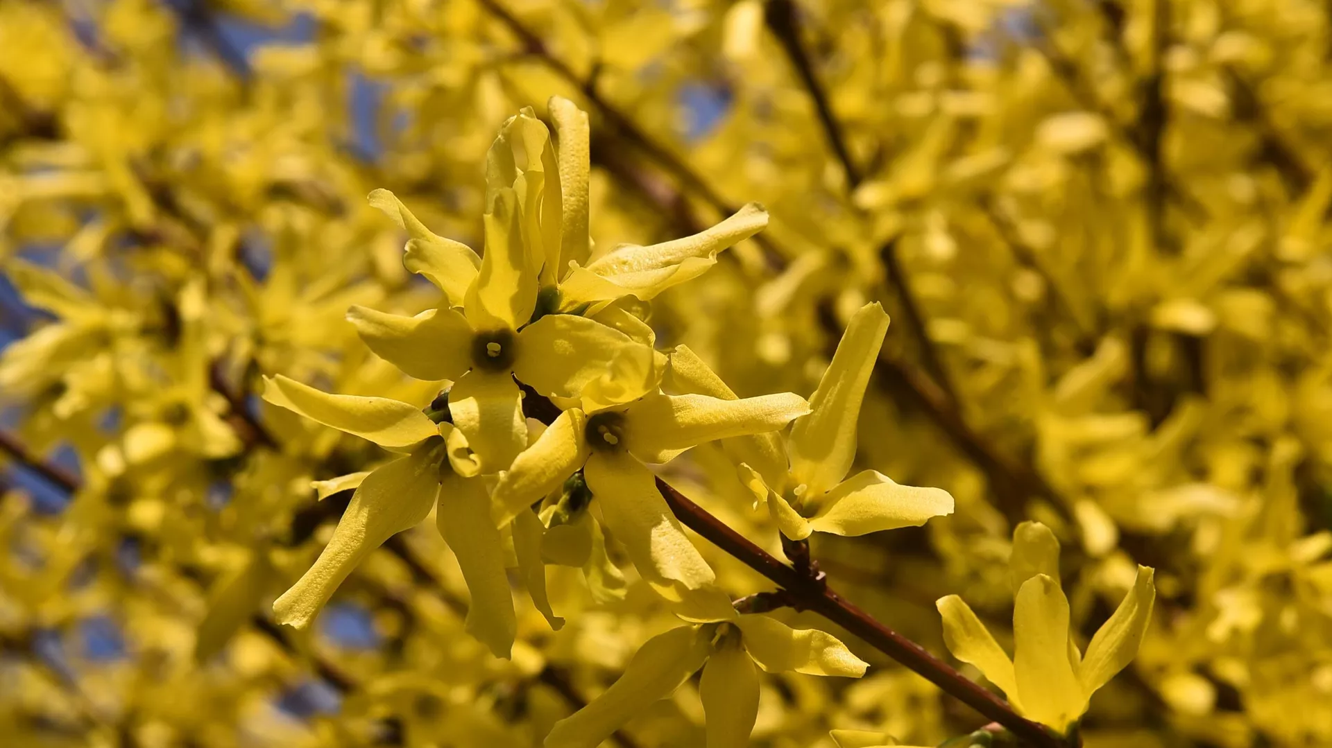 Da li zimsku garderobu da spremamo za odlaganje: Poznati meteorolog objavio prognozu do kraja marta