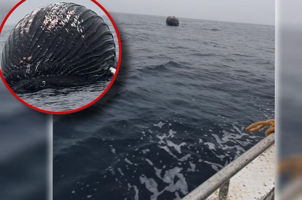 Ribari ostali zatečeni prizorom u moru, pa bježali glavom bez obzira /VIDEO/