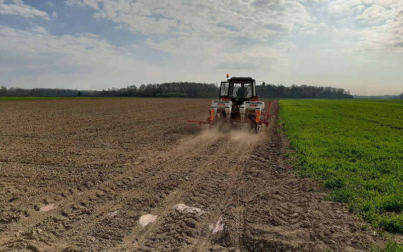 RATARI NA MUKAMA! Nestašica sjemenskog kukuruza