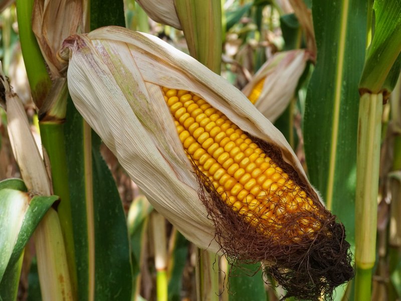  Kukuruz pojeftinio, ali meso neće