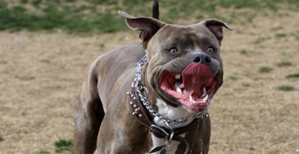Pitbul napao dvoje djece