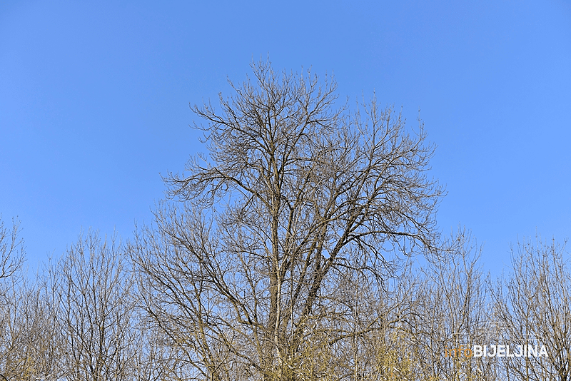 DECEMBAR BEZ VEĆIH MINUSA Sutra u BiH promjenljivo oblačno uz sunčane intervale