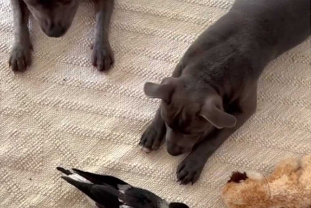 Neobično prijateljstvo između dva staforda i svrake oduševilo ljude