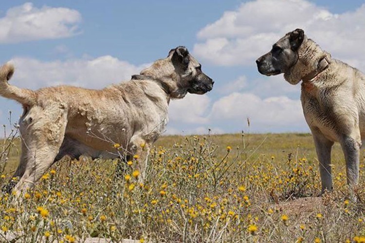 Lovački psi na meti kangala