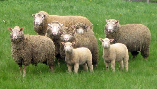 Uhapšen osumnjičeni za krađu 226 jagnjadi, ovaca i koza