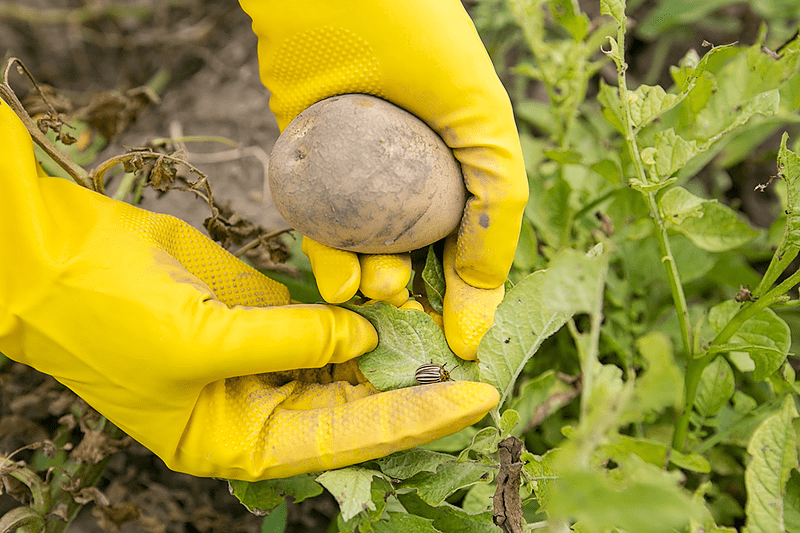 PEPSICO najavio širenje regenerativne poljoprivredne prakse na više od tri miliona hektara do 2030.