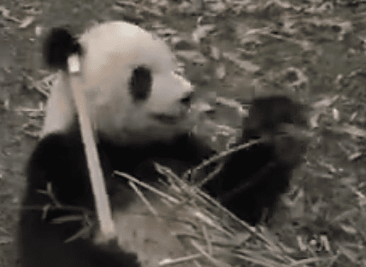 Panda pobjegla iz kaveza i napravila haos: Počela da ujeda čuvare u zoo-vrtu, jednog umalo UBILA