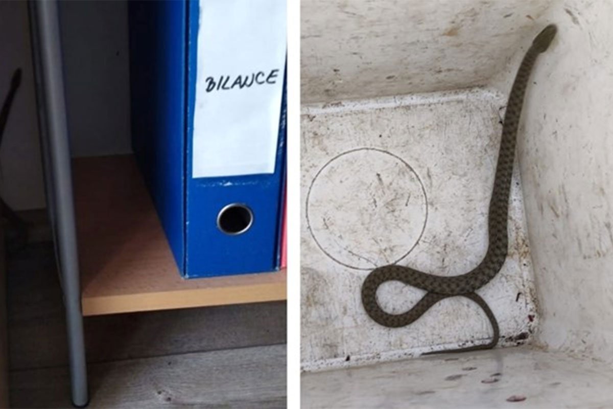 Zmija se uvukla u knjigovodstveni biro