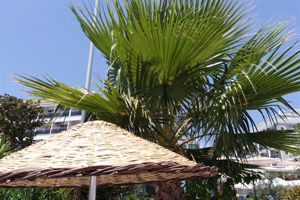 Mostarac sa drugarima pokušao iščupati i prodati palmu!