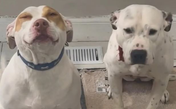 HIT NA INTERNETU: Vlasnica otkrila da joj je neko ukrao kolačiće s kanabisom, krivci se odali sami (VIDEO)