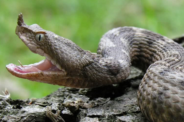 Hrvat rukom uhvatio najotrovniju zmiju Evrope samo da bi je snimio (VIDEO)