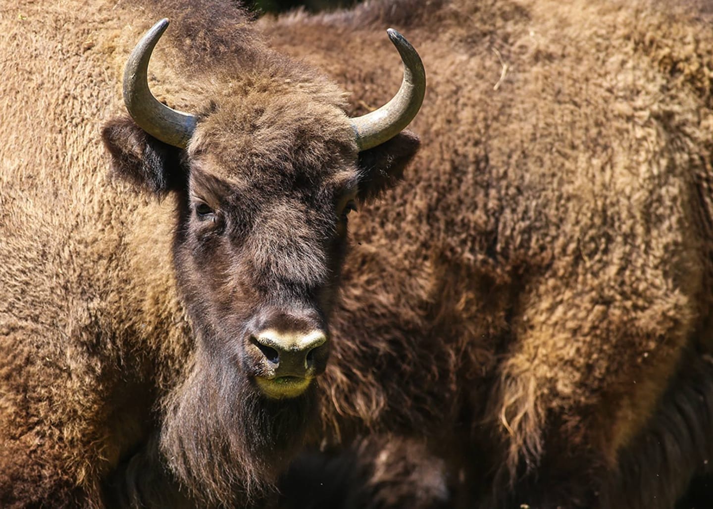 Izabrana imena bizona na Fruškoj gori - Đuka, Fruška, Mila, Ninja i Cveta
