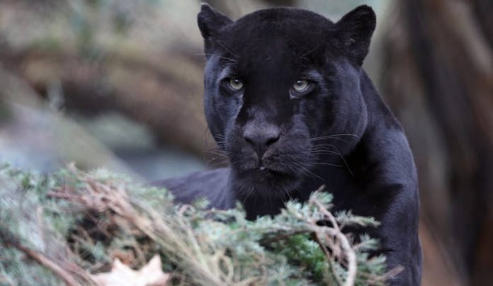 Petar je svojim očima vidjeo pantera kod Apatina: 