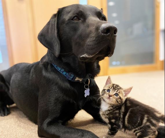 Ljubav na prvi pogled: Labrador usvojio sedam mačića (FOTO)