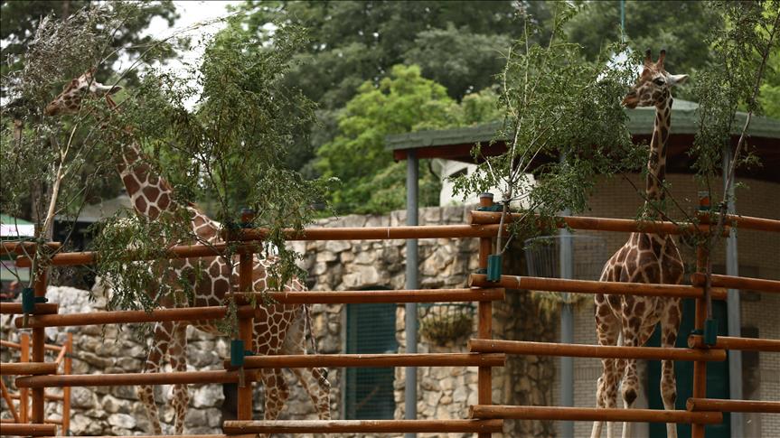 Dojava o bombi u beogradskom Zoološkom vrtu