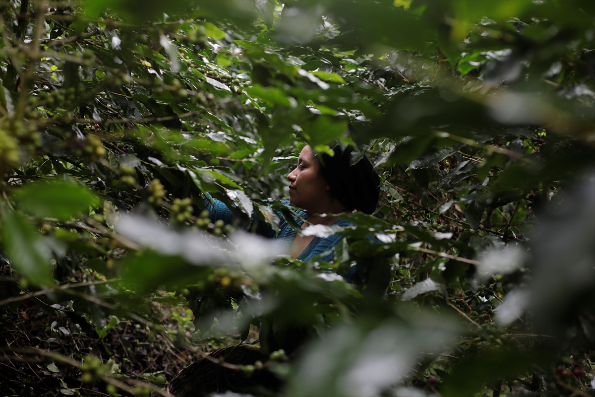 U toku berba kafe u Hondurasu, angažovano 500.000 radnika (FOTO)